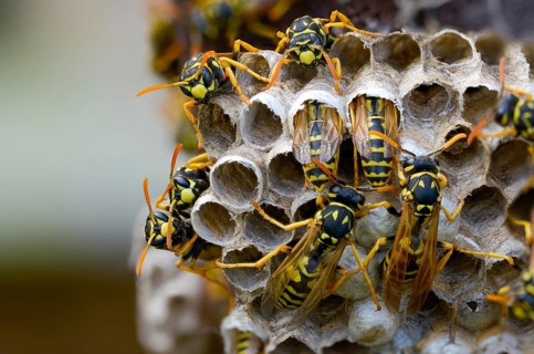Brighter-colored paper wasp, French field wasp, gallic field wasp, house field wasp, hymenoptera,