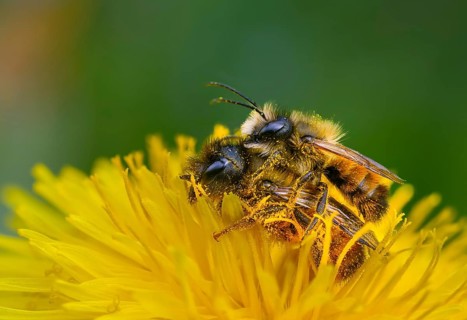 Apidae, bees, horned mason bee, hymenoptera, mason bee, osmia cornuta, insects, copula, mating