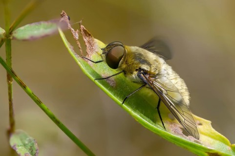 Bombyliidae, Hottentot Bee Fly, Villa Hottentotta, Woolswear, Diptera, Insects, Insects, Two-winged