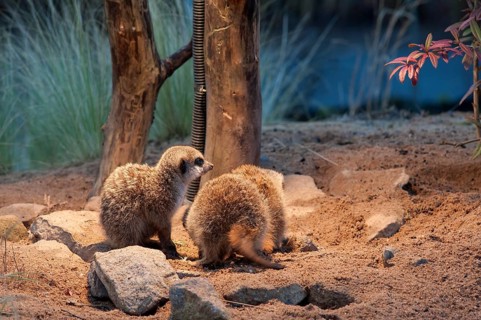 Fox mongooses (Cynictis penicillata) under a heat lamp, Nuremberg Zoo, Middle Franconia, Bavaria,