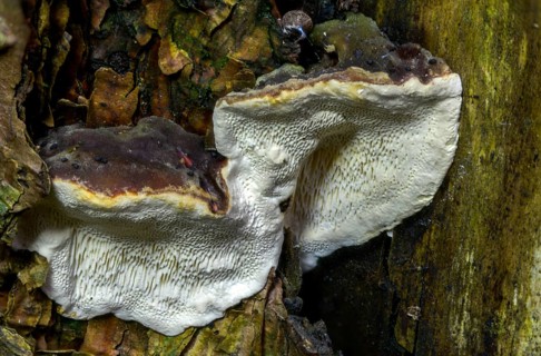 Tree sponge, spruce porling, fomes marginatus, fomitopsis pinicola, pine porling, red-banded
