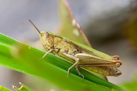 Acrididae, Caelifera, Chorthippus dorsatus, field locusts, gomphocerinae, short-feeler, steppe