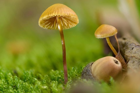 Galerina vittiformis, large spored moss house, hairy leg bell, häubling, variable moss häubling,