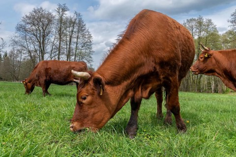 Artiodactyla, Bavaria, Bos Taurus sspec.5, cattle, even-toed ungulate, Höhenvieh, Upper Palatinate,