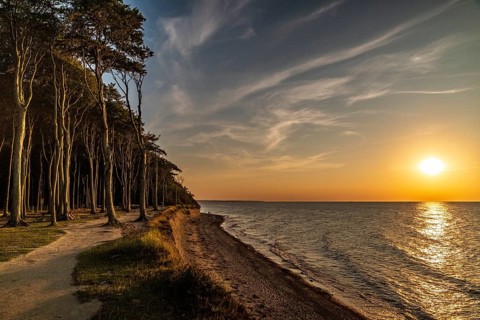 Ghost forest at sunset, Nienhagen, Germany