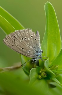 Glaucopsyche Alcon ssp. rebeli, glaucopsyche rebeli, cruciferous ant blue, maculinea rebeli,