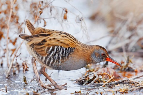 Water rail (Rallus aquaticus) foraging in winter, North Rhine-Westphalia, Germany