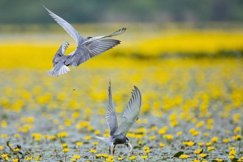 White-bearded Tern (Chlidonias hybridus) Hungary