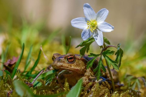 Bufo bufo, common toad, amphibians, amphibians, amphibians, amphibians