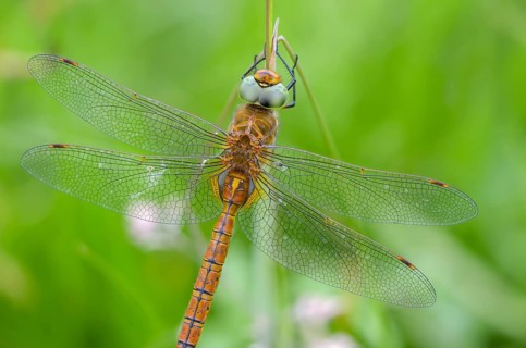 Anaciaeschna isosceles, wedge spotted dragonfly, Norfolk hawker, anisoptera, dragonflies, insects,