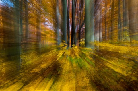 Atmosphere, autumn, tree, beech forest, trees, autumn, landscape, deciduous forest, mood, tree,