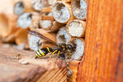 Large stem wasp, hymenoptera, clay wasp, wall clay wasp, Odynerus nidulator, Symmorphus murarius,