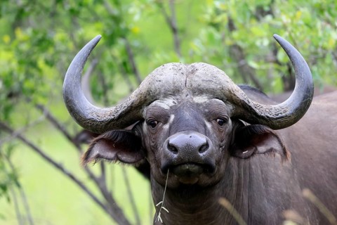 Cape buffalo (Syncerus caffer), adult, portrait, feeding, blade of grass, Kruger National Park,