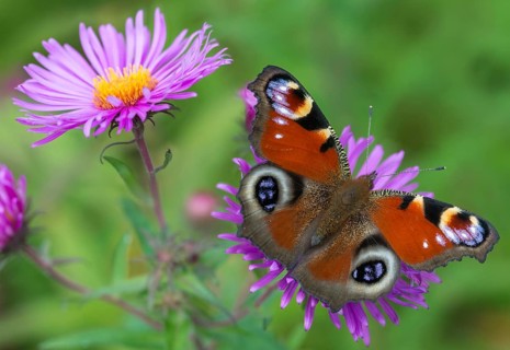 Aglais io, Inachis io, Nymphalis io, peacock butterfly, butterfly, insects, butterflies,