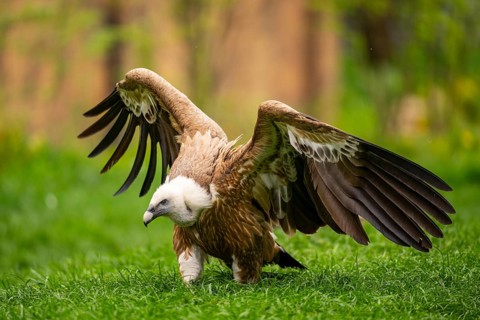 Griffon Vultures (Gyps fulvus) starts flying from a meadow in spring, bavaria, Germany