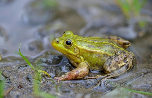 Small water frog, pelophylax lessonae, pool frog, rana lessonae, water frog, amphibian, amphibian,