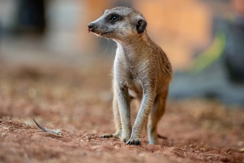 Meerkat (Suricatta suricata), Kgalagadi Transfrontier Park, Northern Cape, South Africa