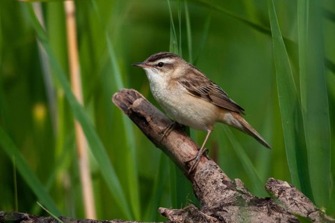 Acrocephalus Schoenobaenus, Sedge Warbler, Birds, Passeri, Songbirds, Birds, Warbler