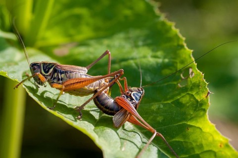 Grasshoppers, deciduous locusts, Metrioptera roeselii, Roesel's bush cricket, Roeseliana roeselii,