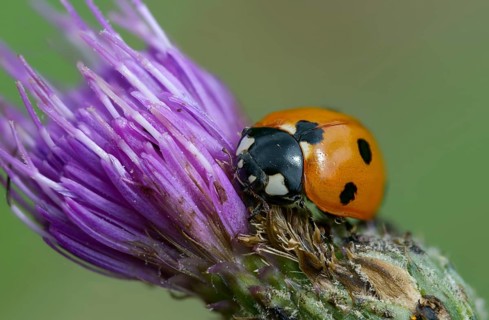 Coccinella septempunctata, seven-spotted ladybird, beetle, coleoptera, insects, beetles, seven-spot