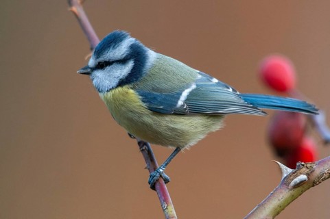 Blue tit, parus caeruleus, autumn, birds, autumn, tits, passeri, songbirds, songbirds, tits, birds