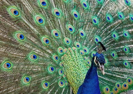 Animal portrait: Indian peafowl (Pavo cristatus), galliform bird, pheasant-like, male, impress,