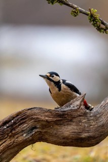 A woodpecker surveys its surroundings from a twisted branch, Great Spotted Woodpecker (Dendrocopos