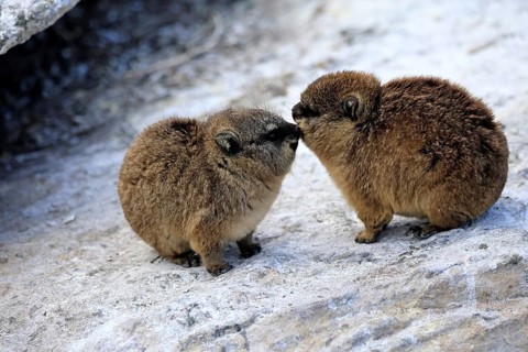 Klippschliefer (Procavia capensis), juveniles, alert, two, Stony Point, Betty's Bay, Western Cape,