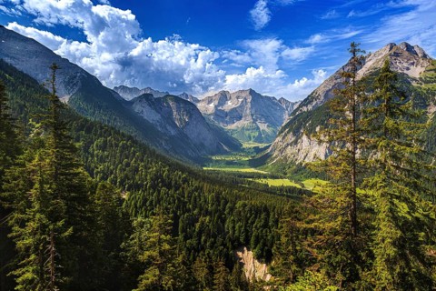 Large maple soil in the Karwendel nature park Park in Rißtal, Hinterriß, Tyrol, Austria