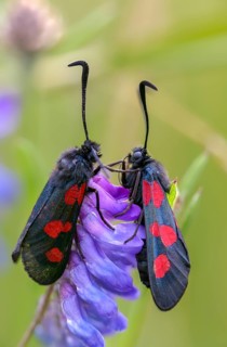 Wet meadow ram, five-spot burnet, clover ram, marsh horn clover ram, zygaena trifolii, blood