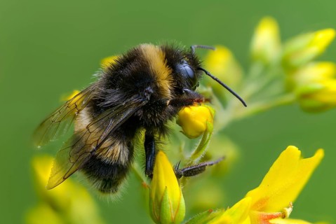 Apidae, bees, bombus terrestris, dark bumblebee, hymenoptera, buff-tailed bumblebee, bumblebee,