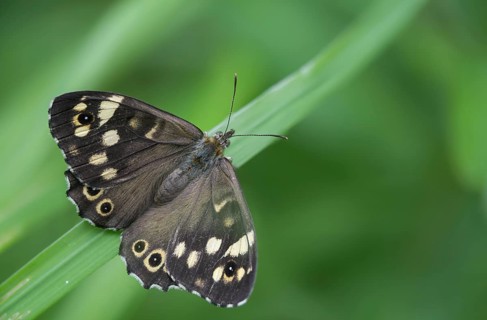 Leaf butterfly, pararge aegeria, speckled wood, forest board game, butterfly, insects, butterflies,