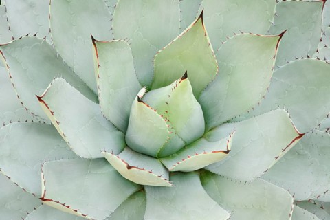 Parrasana Agave (Agave parrasana), leaves, native to Mexico, North Rhine-Westphalia, Germany