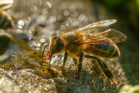 Apidae, apis mellifera, bees, European honey bee, European honeybee, hymenoptera, western honey