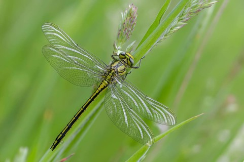 Rivermaids, Gomphidae, Gomphus Pulchellus, Wedgemaid, Western Clubtail, Western Wedge Maiden,