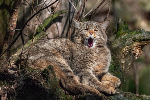 Carnivora, felis silvestris, predators, wildcat, mammals, raptors, mammals