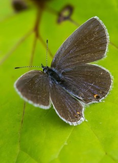 Cupid argiades, short-tailed blue, butterfly, high size, portrait format, insects, butterflies,