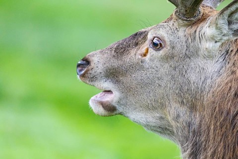 Red deer (Cervus elaphus) in captivity in Germany