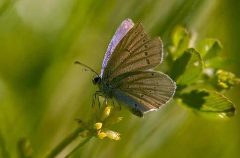 Cyaniris semiargus, mazarine blue, polyommatus semiargus, red clover blue, purple forest blue,