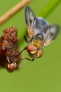 Blue iridescent bedfly, pattern-winged bug tachinid fly, phasia hemiptera, caterpillar flies,