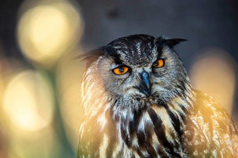 Bubo Bubo, Eagle Owl, Eagle Owl, Birds, Owls, Strigiformes, Birds
