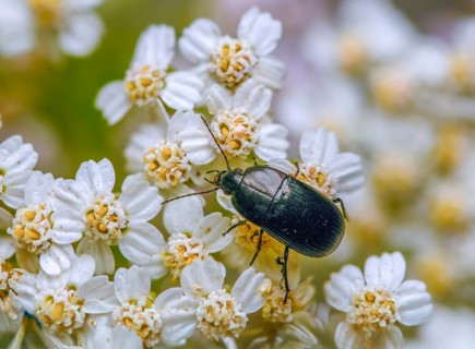 Carabidae, egg-shaped roadstrider, matte black street beetle, oodes helopioides, beetles,