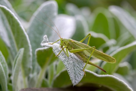 Grasshoppers, Great Green Bush cricket, big hayhorse, green hayhorse, deciduous locusts, song