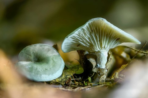 Agaricus anisatus, aniseam, clitocybe odora, green aniseed toadstool, fungi, fungus, mushrooms