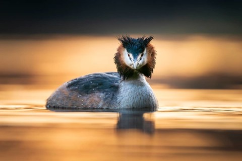 Great Crested Grebe (Podiceps cristatus), at sea at sunset, Zurich, Switzerland