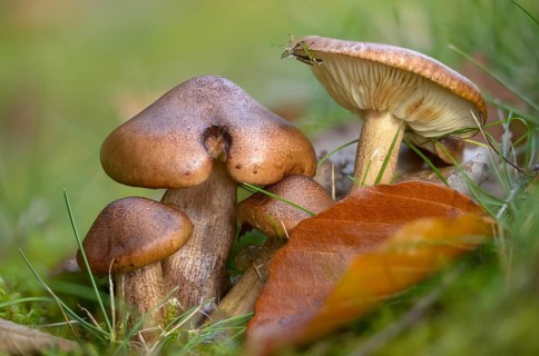 Bitter oak knight, Tricholoma ustaloides, fungi, fungi, mushrooms
