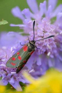 Carniolane burnet, eastern burnet moth, esparset ram, Carniola ram, zygaena carniolica, blood