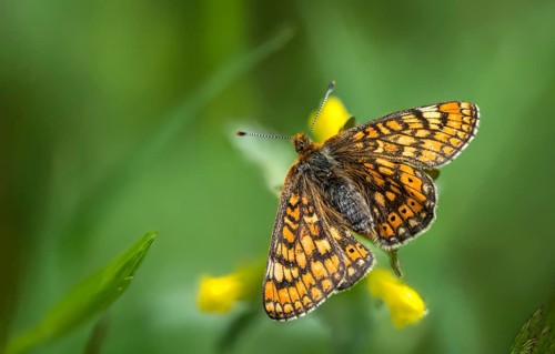 Bite-check moth, abbise-tick-moth, euphydryas aurinia, eurodryas aurinia, golden tick-moth, marsh
