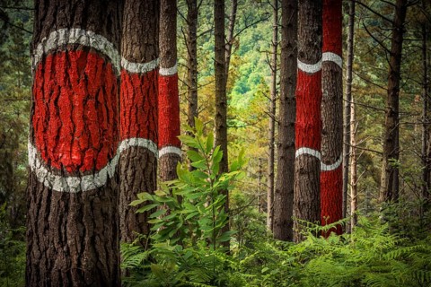 The painted forest Bosque de Oma, land art project in Kortezubi, Basque Country, Spain
