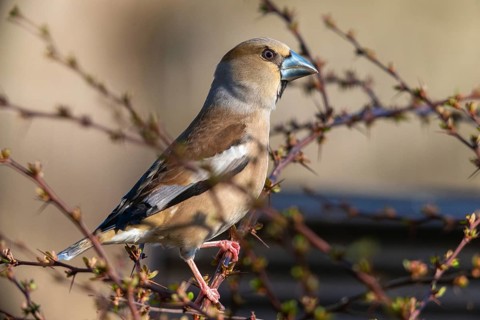 Coccothraustes Coccothraustes, Hawfinch, Heartbiters, Birds, Passeri, Songbirds, Birds